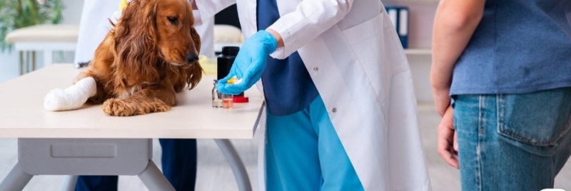꼬똥 드 툴레아 분양가부터 성격까지, 전현무 반려견으로 다시 뜬 견종 총정리