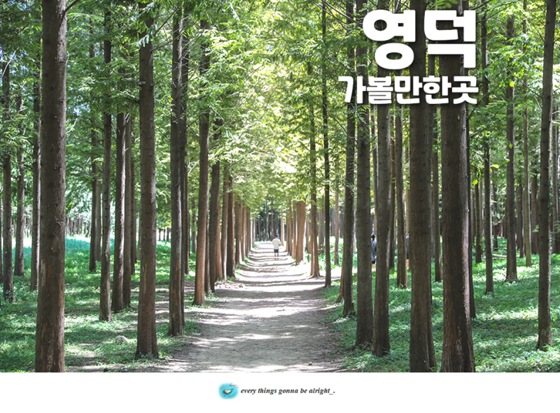 영덕 가볼만한곳 해파랑공원 벌영리 메타세콰이어 숲