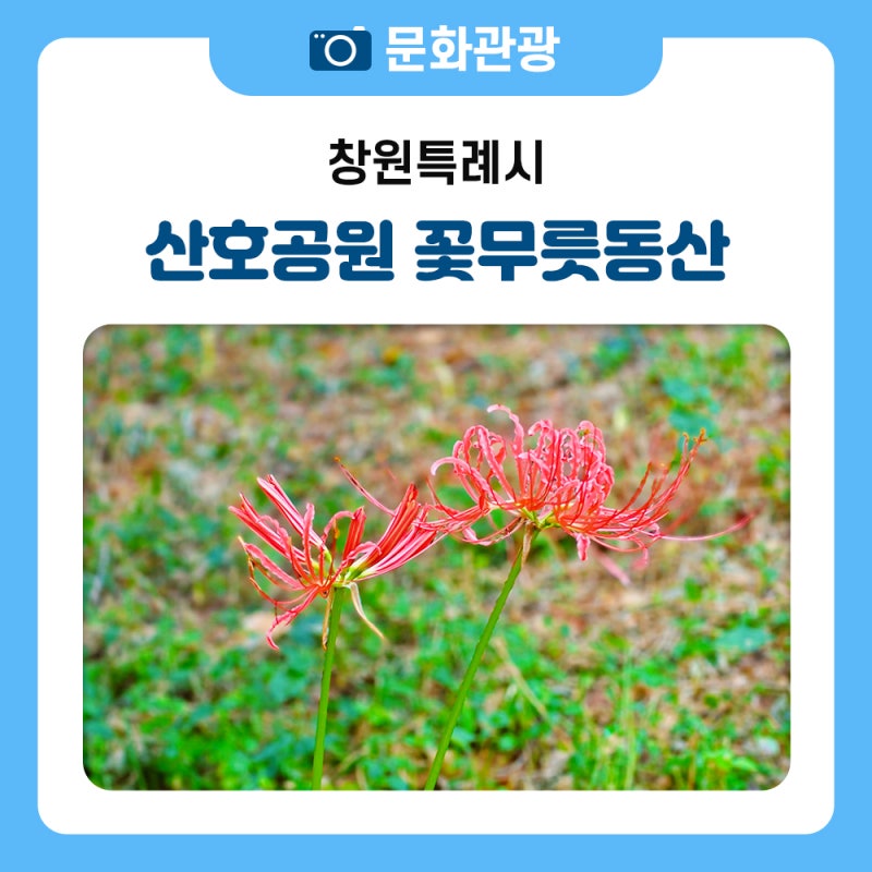 창원 마산 꽃무릇 명소, 산호공원 꽃무릇동산 개화상태
