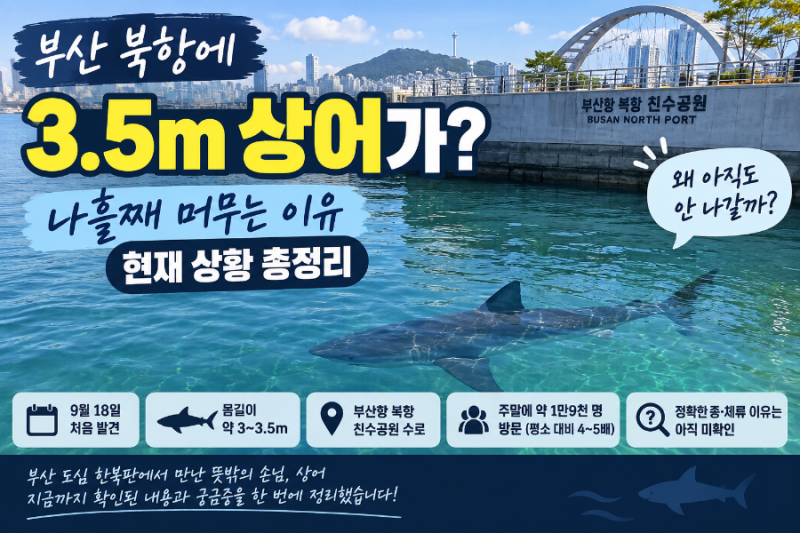 부산 북항에 3.5m 상어가? 나흘째 머무는 이유·현재 상황 총정리