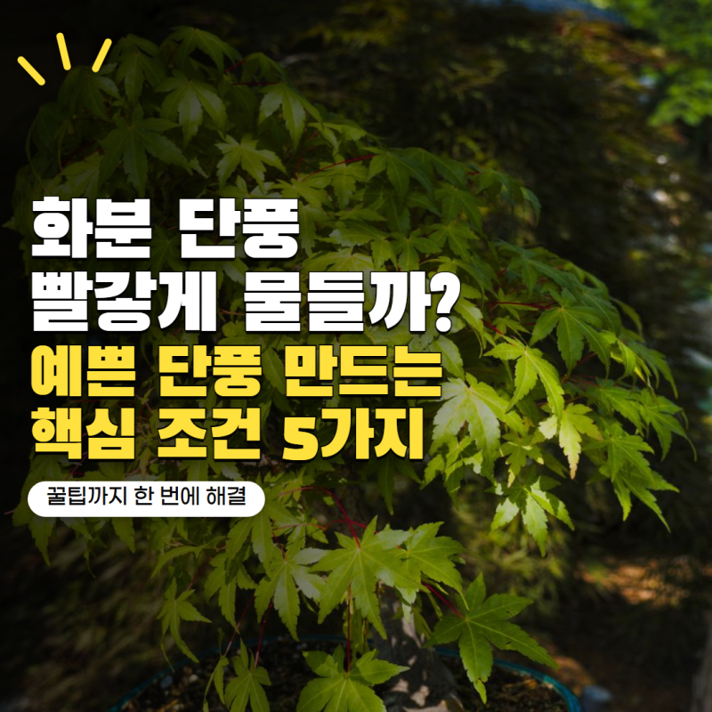 가을 단풍나무 키우기 화분에서도 빨갛게 물들까? 단풍 예쁘게 만드는 조건 5가지