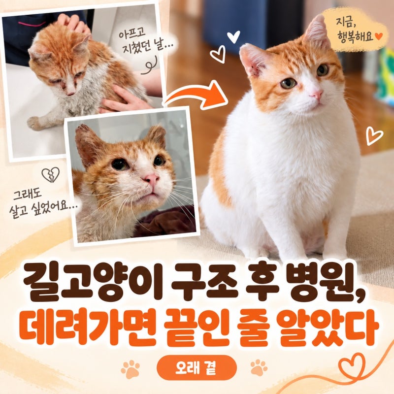 길고양이 구조 후 병원, 데려가면 끝인 줄 알았다