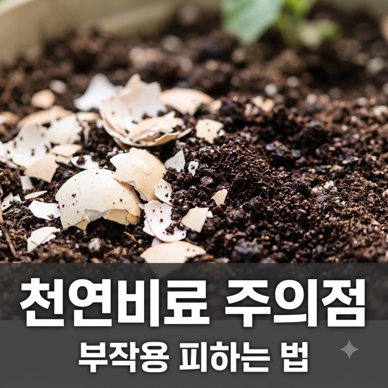 계란껍질 커피찌꺼기 흙에 넣어도 될까? 효과보다 부작용이 큽니다