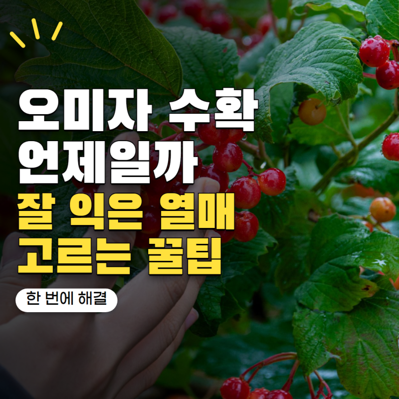 오미자 수확시기 언제가 좋을까? 빨갛게 익은 열매 제대로 고르는 방법