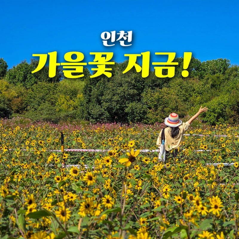 2026 Chuseok Incheon Attractions: Real-time Review of Dream Park Wildflower Complex
