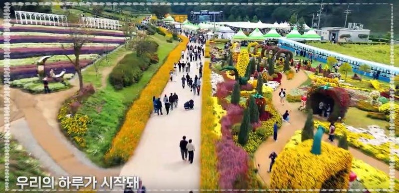 화순 고인돌 가을꽃축제, 3.5km 꽃길 만개 시기 놓치면 딱 열흘 만에 끝난대요