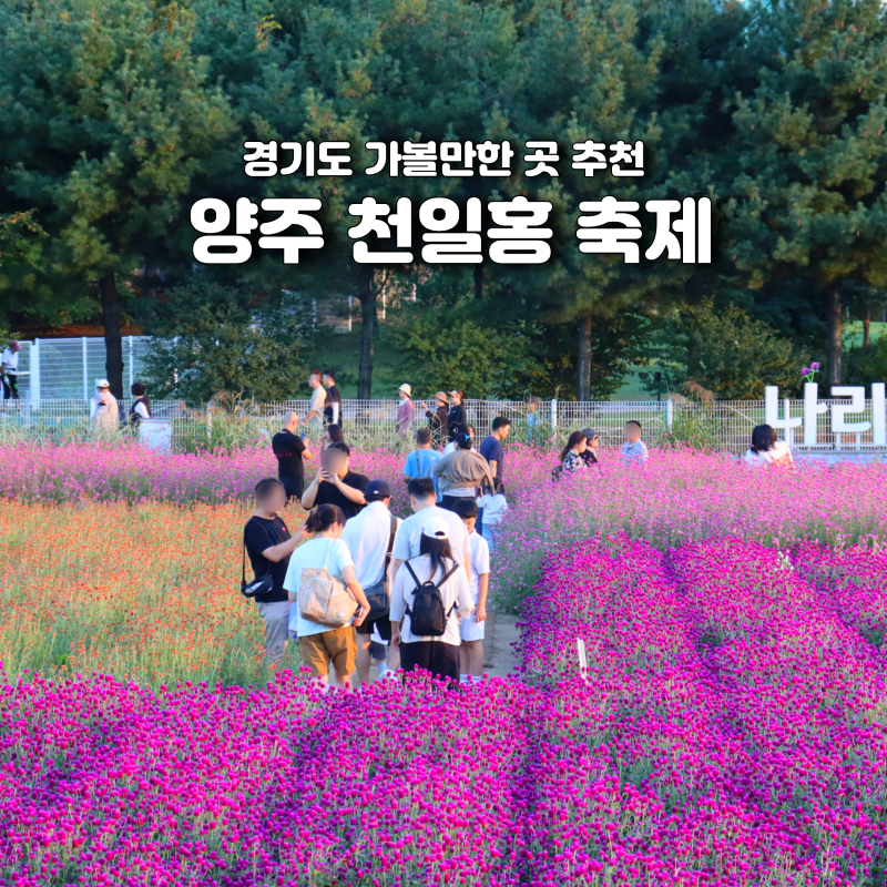 2026 양주 나리공원 천일홍 축제 일정 경기도 가볼만한곳
