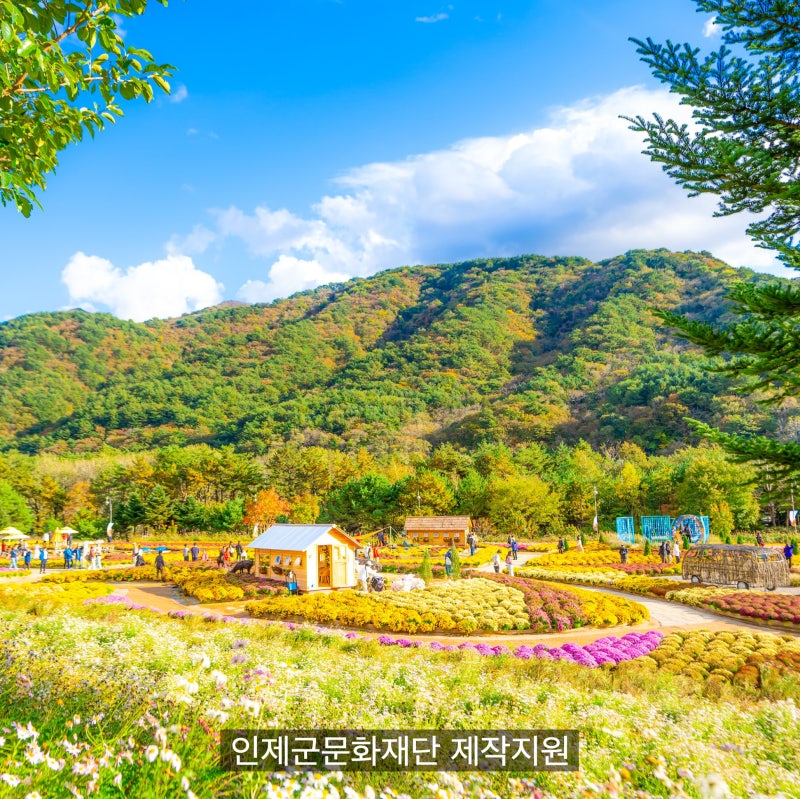 2026 인제 가을꽃축제 기본정보 일정 입장료 가수 라인업 나들이