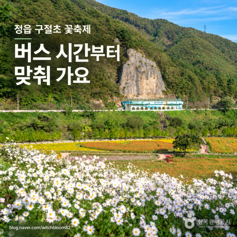 정읍 구절초 꽃축제, 버스 시간 맞춘 반나절 코스