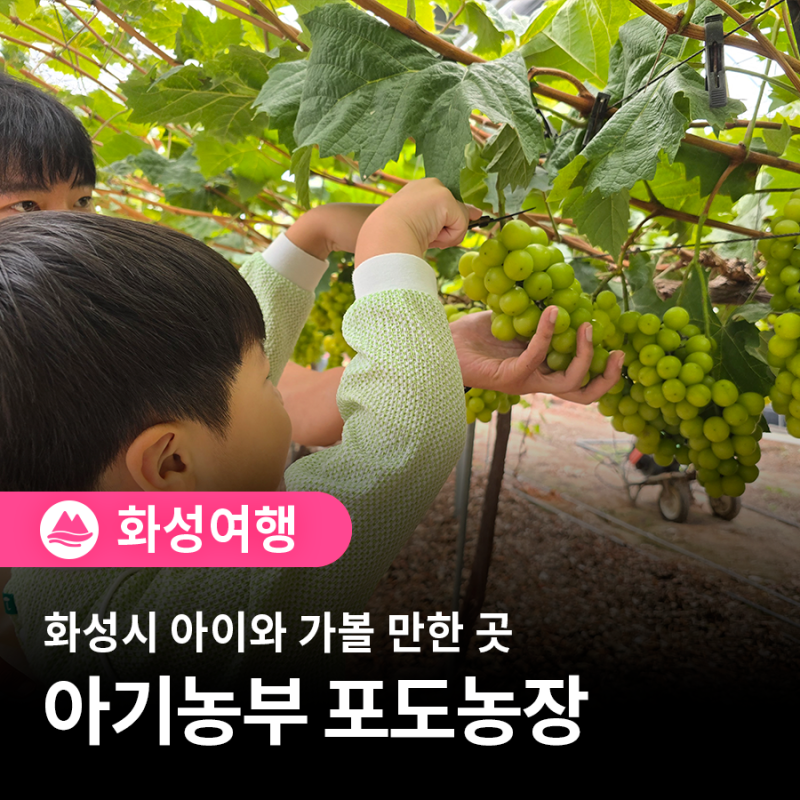 화성 아이와 가볼 만한 곳, 아기농부 포도농장에서 만나는 수확의 즐거움