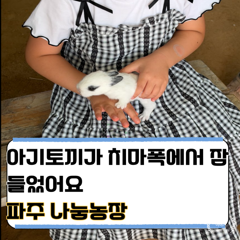 추석연휴 아이와 가볼만한곳, 파주 나눔농장 동물체험 후기