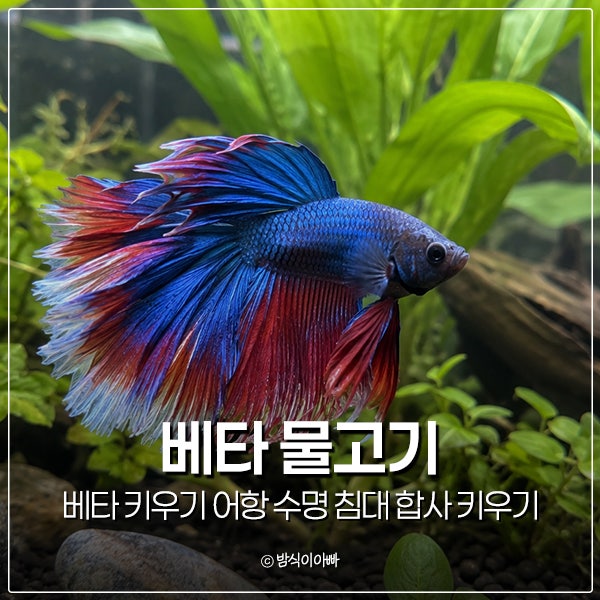 베타 물고기 키우기 어항 수명 침대 합사 정보