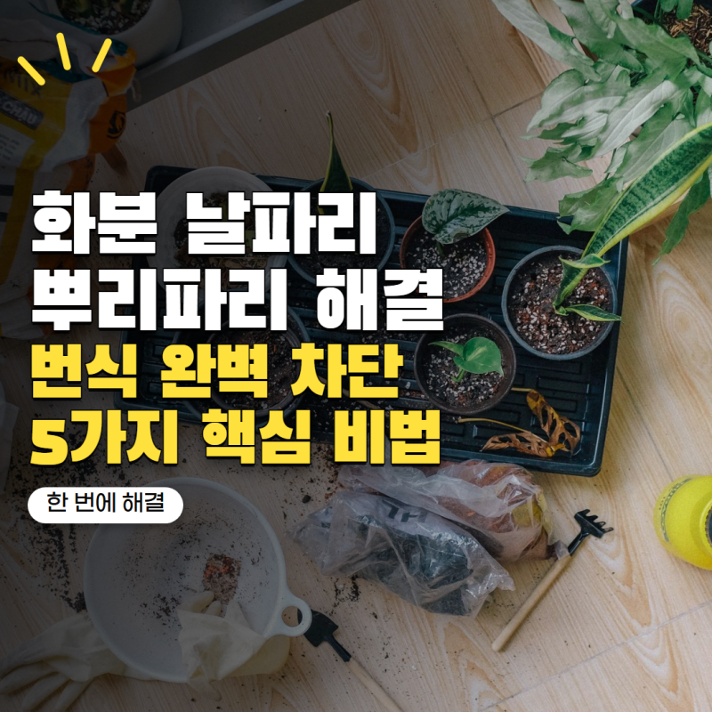 화분 날파리 없애는법 계속 생긴다면? 뿌리파리 번식 끊는 관리법 5가지