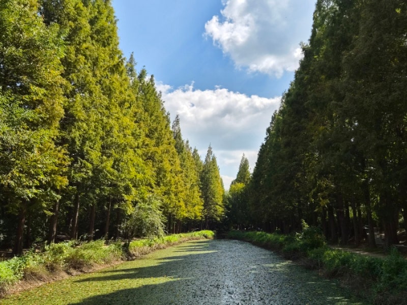 慶州の見どころ: 千年森庭園樹木園、秋の慶州旅行で子供と行ける場所