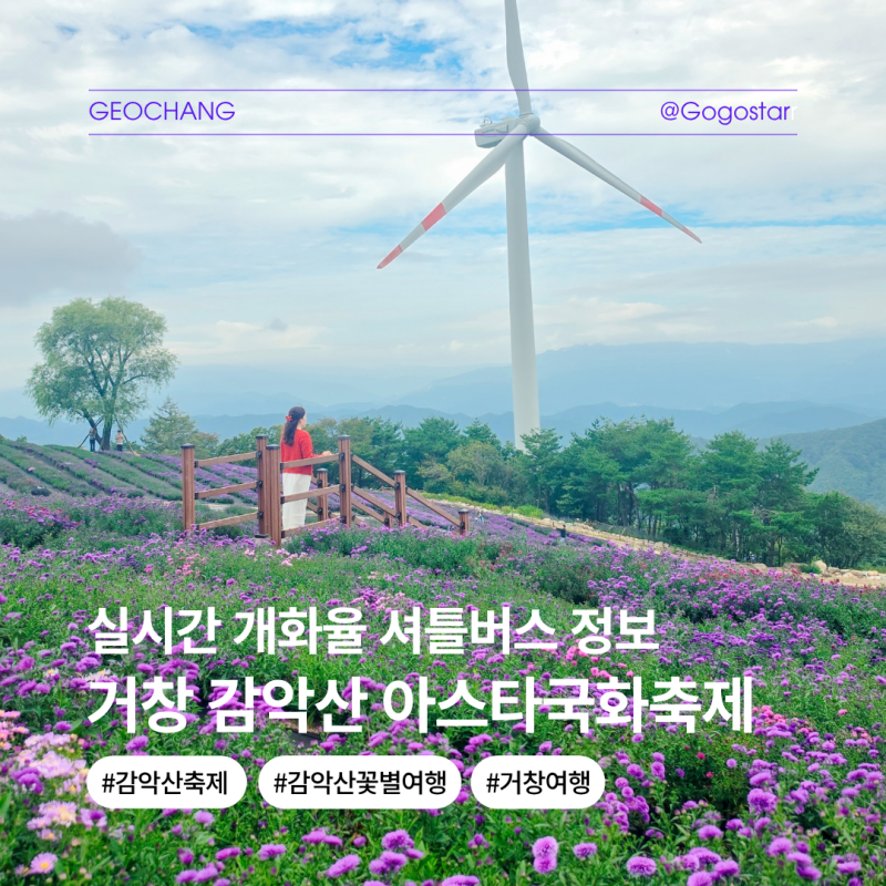 거창 감악산 아스타국화축제 실시간 개화상황, 주차 셔틀버스 직접 다녀온 후기