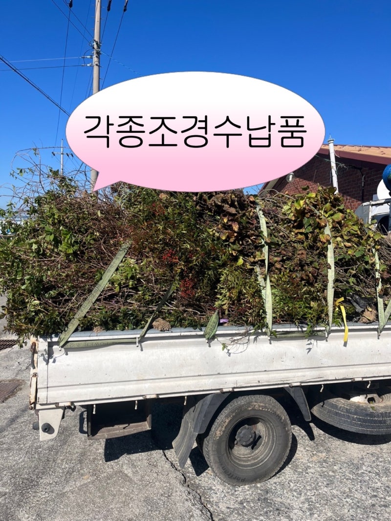 전북각종조경수납품 남천나무 목수국 수수꽃다리 영산홍 납품 정가네농원