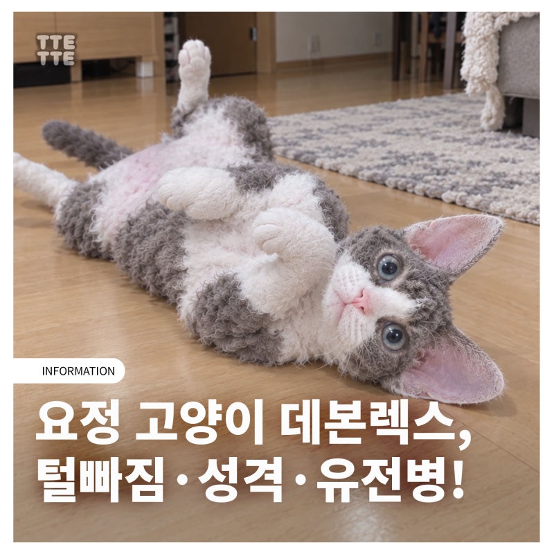 요정 고양이 데본렉스, 아무도 모르는 털빠짐·성격·유전병!