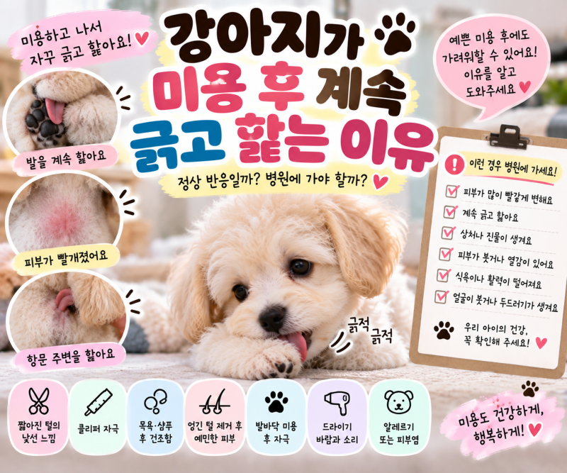 강아지가 미용 후 계속 긁고 핥는 이유｜정상 반응과 병원 가야 하는 신호 ✂️