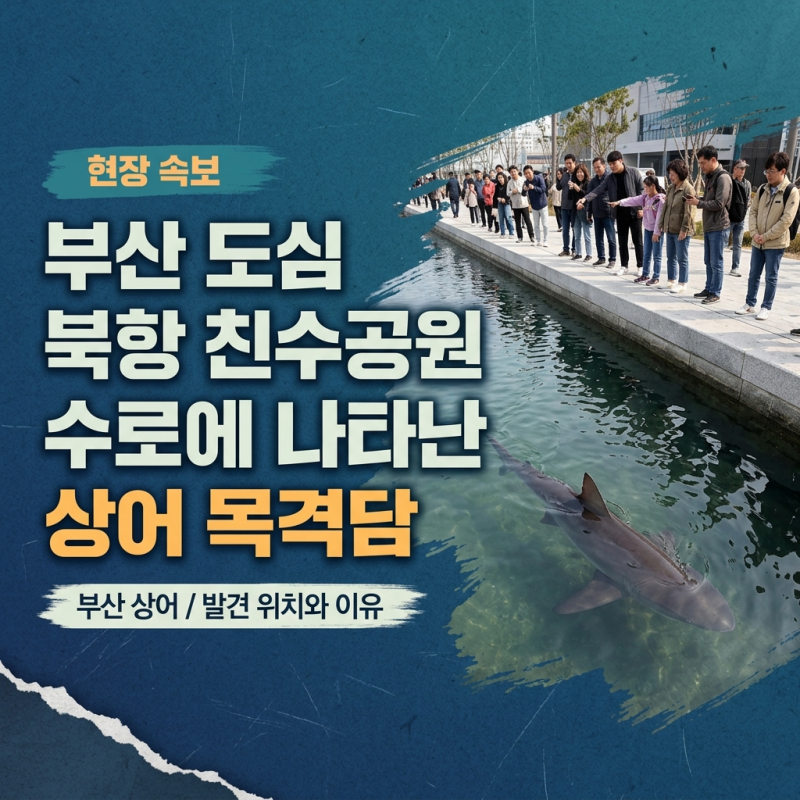 Shark Sighting at Busan North Port Waterfront Park and Why it Entered the Urban Waterway