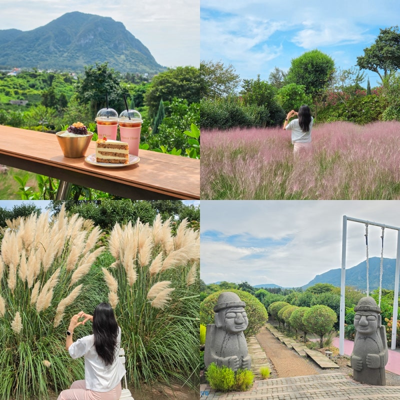 제주 핑크뮬리 명소 마노르블랑 제주도 핑크뮬리 개화시기 9월 10월
