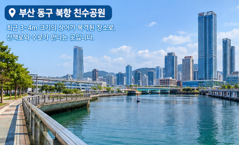 부산 북항 상어 출몰 위치·상어종·크기·출몰 이유 알아보기