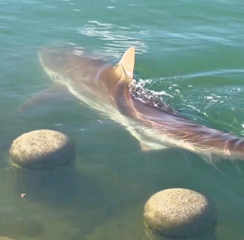Shark Sighting in Busan: Why Bukhang Waterfront Park? The Reason Behind Bukang-i's Appearance and Current Situation