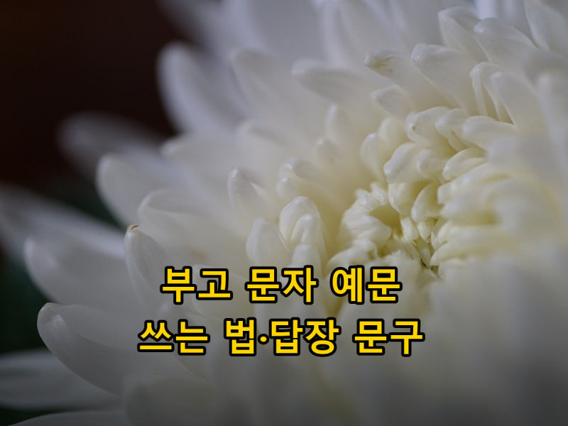 부고 문자 쓰는 법과 답장 문구, 상황별 예문 모음