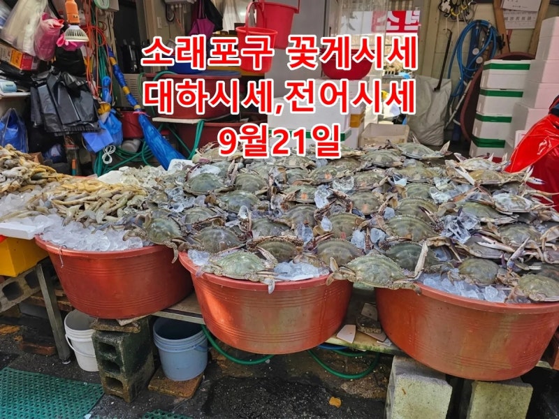 소래포구 어시장 시세 완벽 정리! 호구 안 당하고 가을 꽃게 구매하러 가는 방법 9월21일
