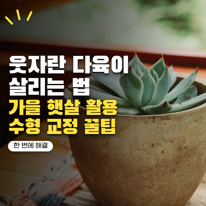 다육이 키우기 웃자랐다면 어떻게 할까? 가을에 예쁜 수형 되찾는 방법 5가지