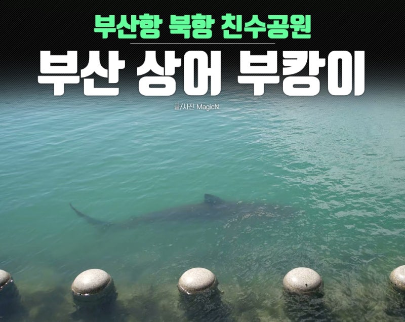 Shark Sighting Location in Busan: I Saw Bukang at Busan Station's North Port Waterfront Park