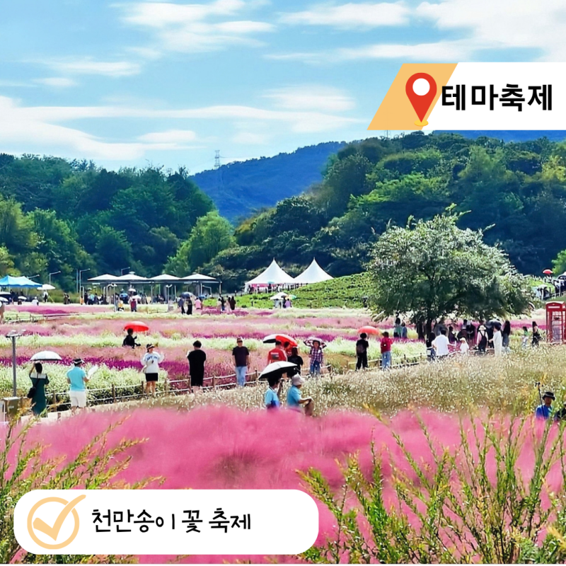 양주 천일홍 가을 페스타 2026 입장료 일정 마라톤 나리 공원 축제, 1000만 송이가 폈네!