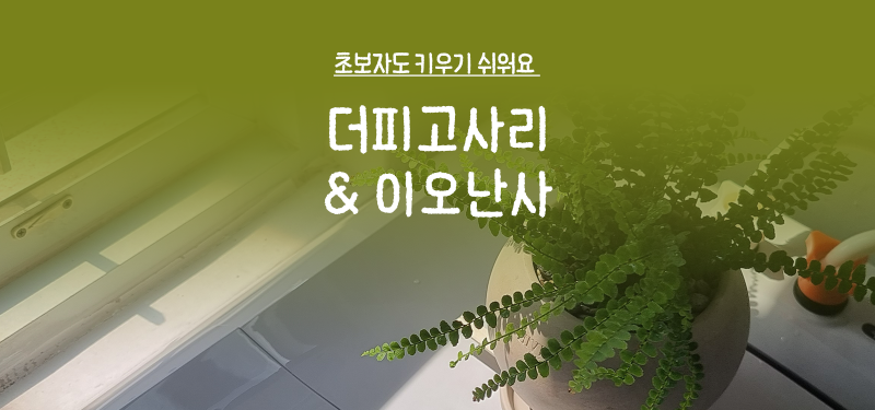물구나무 식물가게 더피고사리와 갑조네 이오난사로 집에 초록을 선물했습니다(아직까지 생....