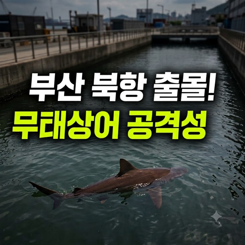 부산 북항 무태상어 나무위키 식용 뜻 멸종위기 총정리(+식인 특징 공격성 알 친수공원)