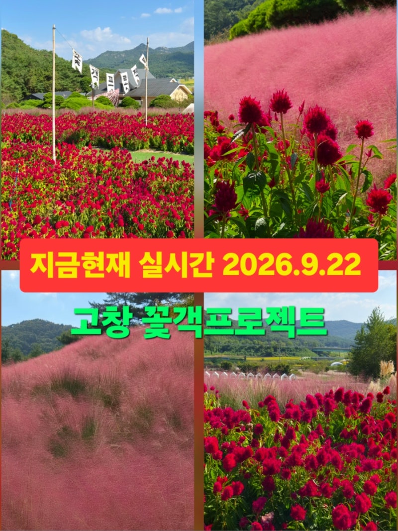 고창 가볼만한곳 꽃객프로젝트 핑크뮬리 축제 실시간 2026.9.22