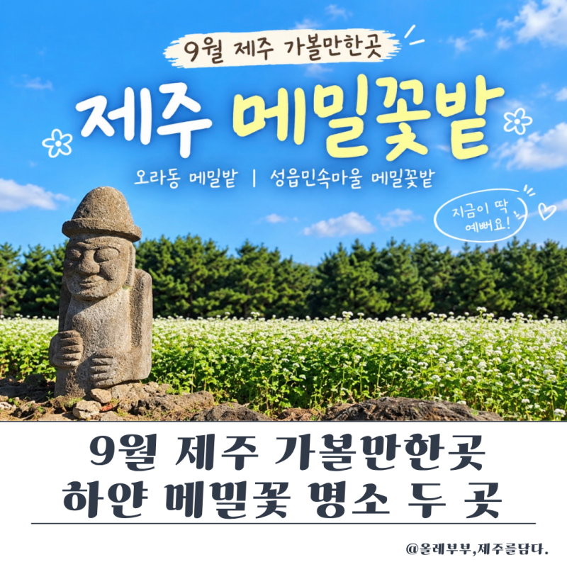September Jeju: Two Buckwheat Flower Fields, My Honest Review After Visiting