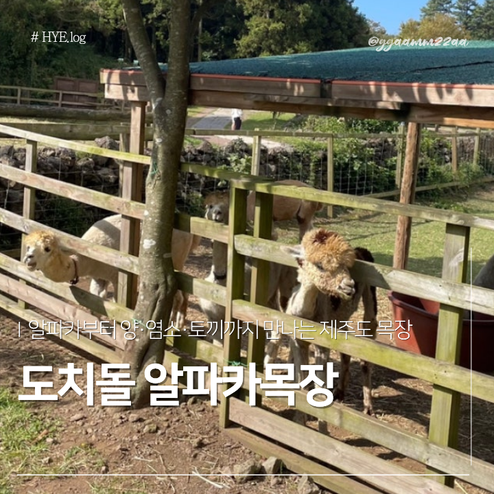아이랑 가볼만한 곳 먹이주기체험 애월 제주도 알파카목장