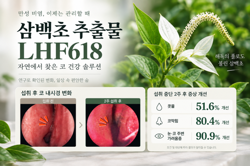 LHF618 뭐길래? 삼백초추출물 비염 코 건강 효능 먹는법 부작용