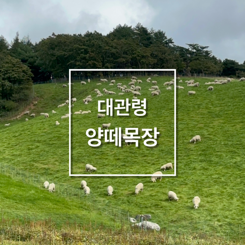 [강원도 평창] 대관령 양떼목장 :: 대관령 양떼목장 다녀온 후기｜평창 가볼만한곳 추천