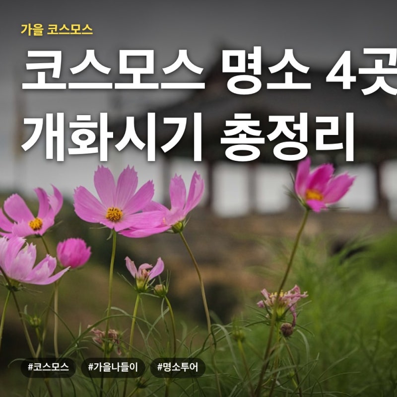 9～10월 코스모스 명소 4곳, 개화시기·주차·입장료 총정리