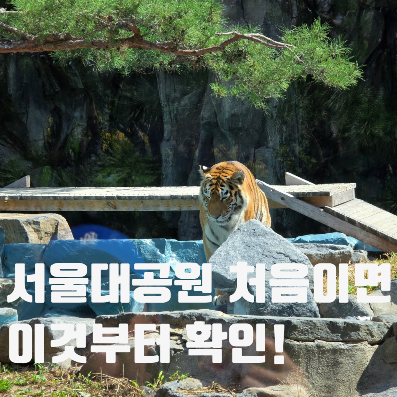 서울대공원 리프트패키지 가격｜서울동물원 입장권 할인방법 코끼리열차 후기
