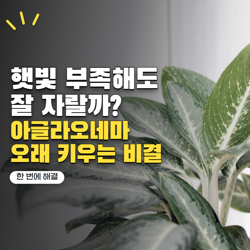 아글라오네마 키우기 햇빛 적어도 괜찮을까? 실내에서 오래 키우는 방법
