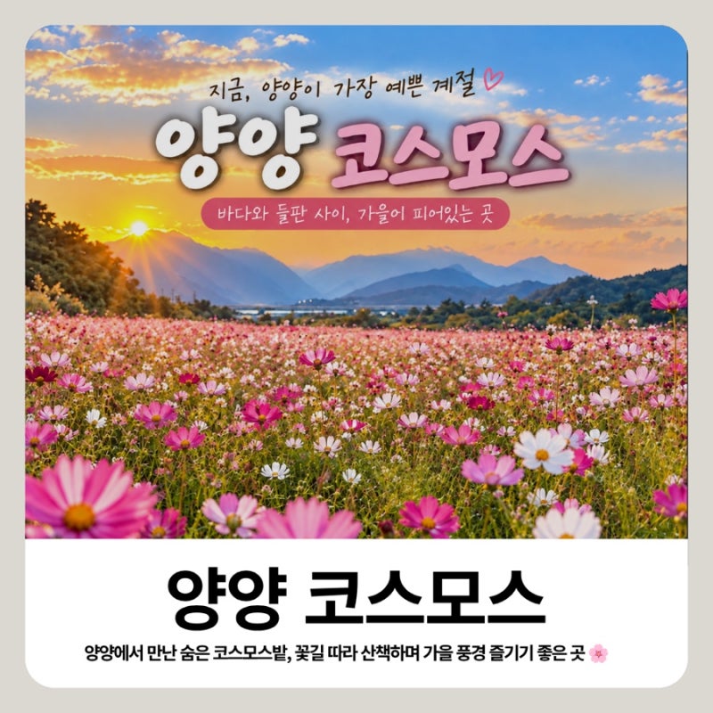 양양 코스모스 명소 지금 예쁘게 핀 9월 가볼만한곳 주차 위치