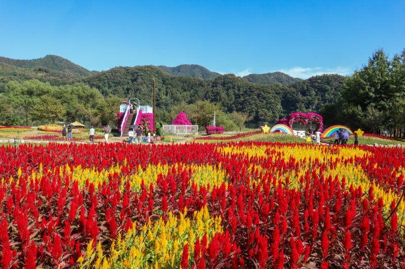 경기도 가평 가볼만한곳 자라섬 | 현재 Colorful Garden 자라섬 꽃 페스타 진행 중