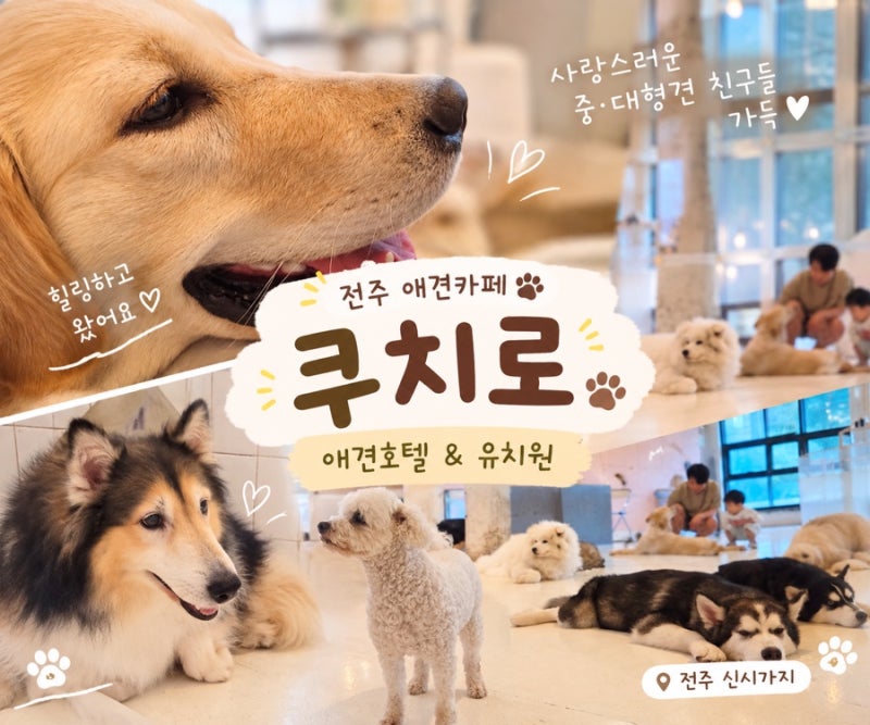 전주애견카페 쿠치로｜사랑스러운 중·대형견들과 힐링하고 온 곳