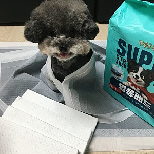 강아지 배변패드 추천 멍뭉패드 고흡수 논슬립 대형패드 대만족 후기