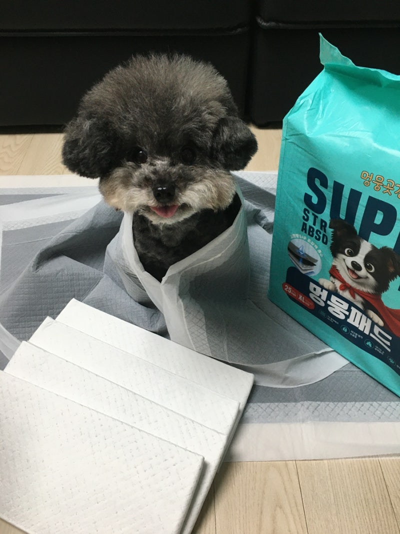 강아지 배변패드 추천 멍뭉패드 고흡수 논슬립 대형패드 대만족 후기