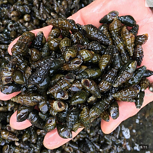 [건강/향토음식] 쌉싸름한 시원함! '올갱이(다슬기)' 효능과 맛있게 먹는 법 총정리