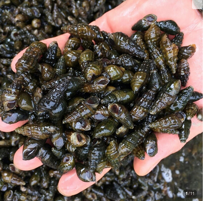 [건강/향토음식] 쌉싸름한 시원함! '올갱이(다슬기)' 효능과 맛있게 먹는 법 총정리