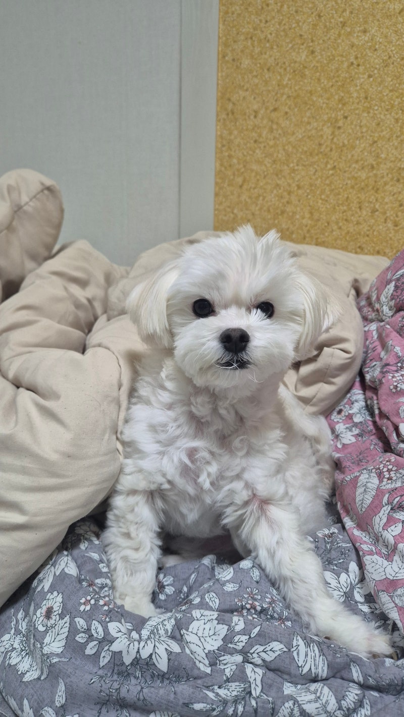 로얄캐닌 하이포알러제닉 후기｜아토피 강아지 가수분해 사료 정착기