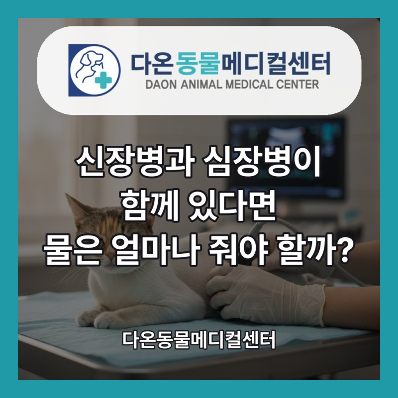 고양이 신장병과 심장병이 함께 있으면 — 수분 균형 관리가 어려운 이유 | 하남시 다온동물....